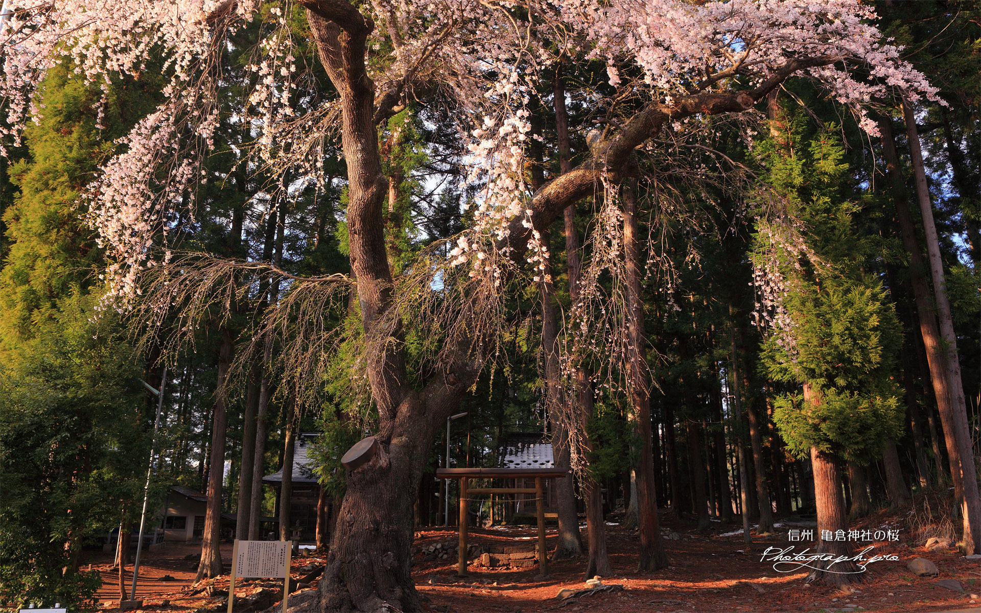 亀倉神社の枝垂桜