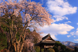 萬龍寺枝垂桜群