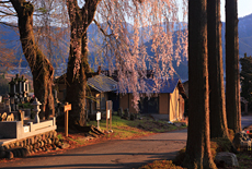 金毘羅山の桜