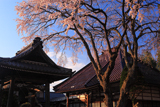 萬龍寺本堂前のシダレザクラ