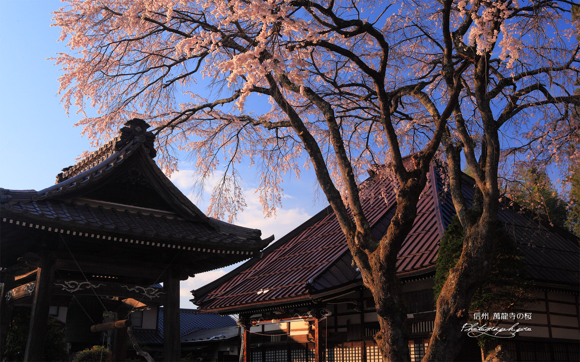 萬龍寺本堂前のシダレザクラ