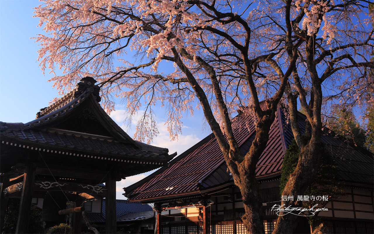 萬龍寺本堂前のシダレザクラ 壁紙
