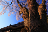 萬龍寺の桜