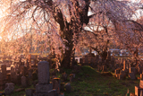 東照寺の枝垂桜