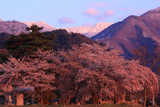 東照寺の桜