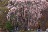 星野家墓地のしだれ桜