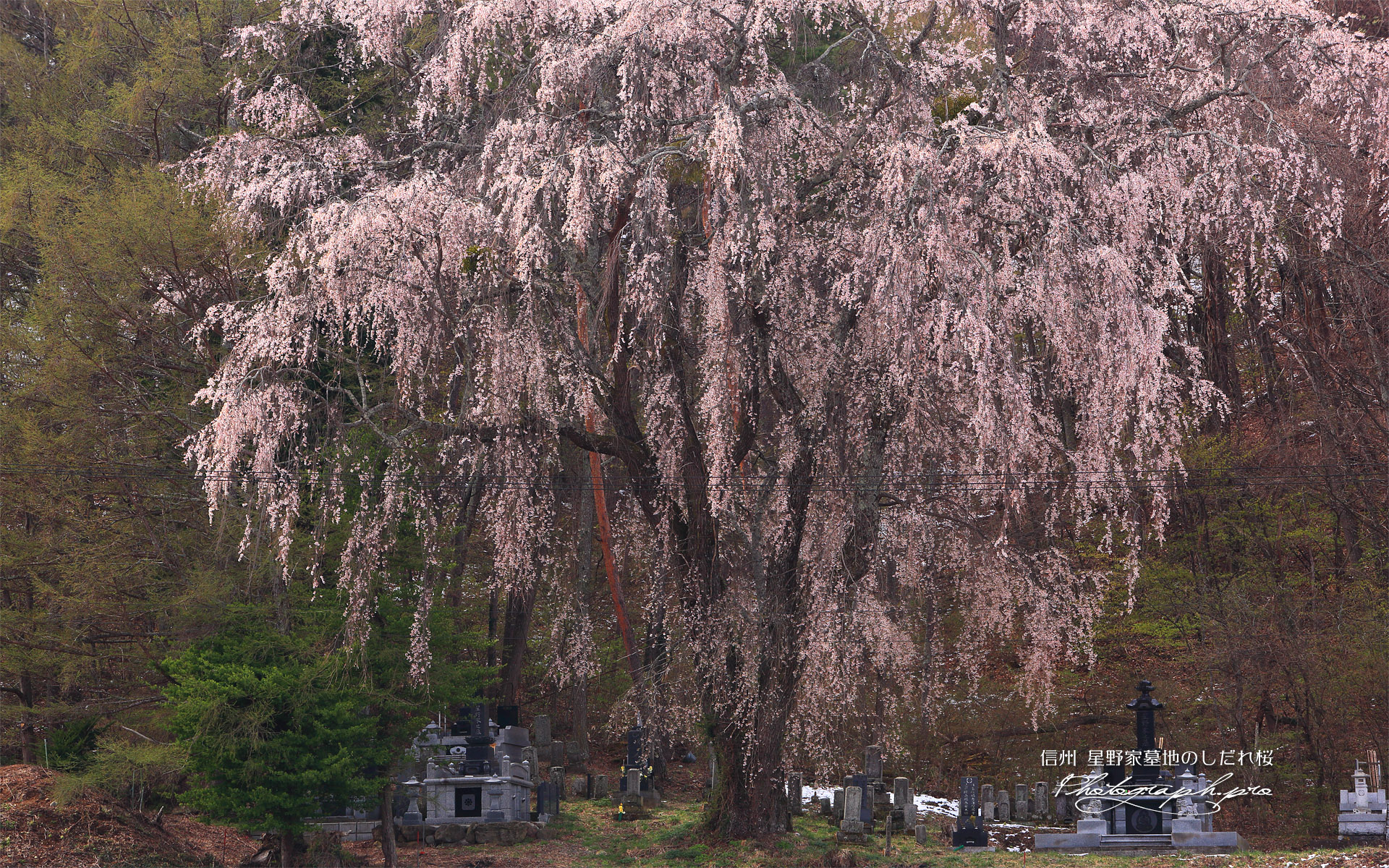 星野家墓地のしだれ桜