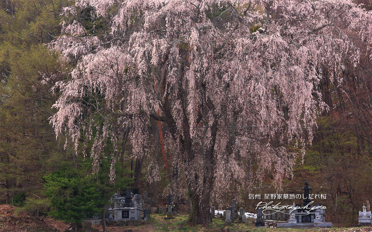 星野家墓地のしだれ桜 壁紙