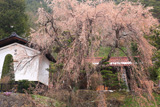 日向のしだれ桜