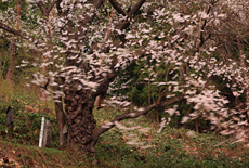 御魂山の神代桜