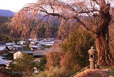 月窓寺のしだれ桜