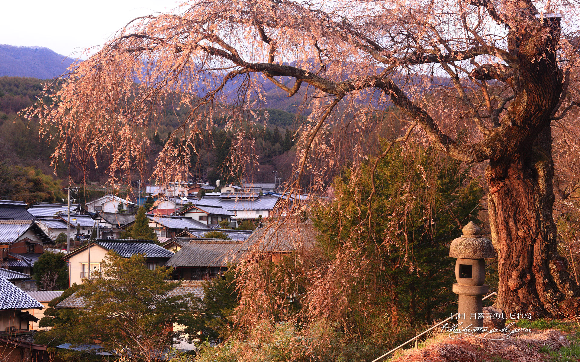 月窓寺のしだれ桜
