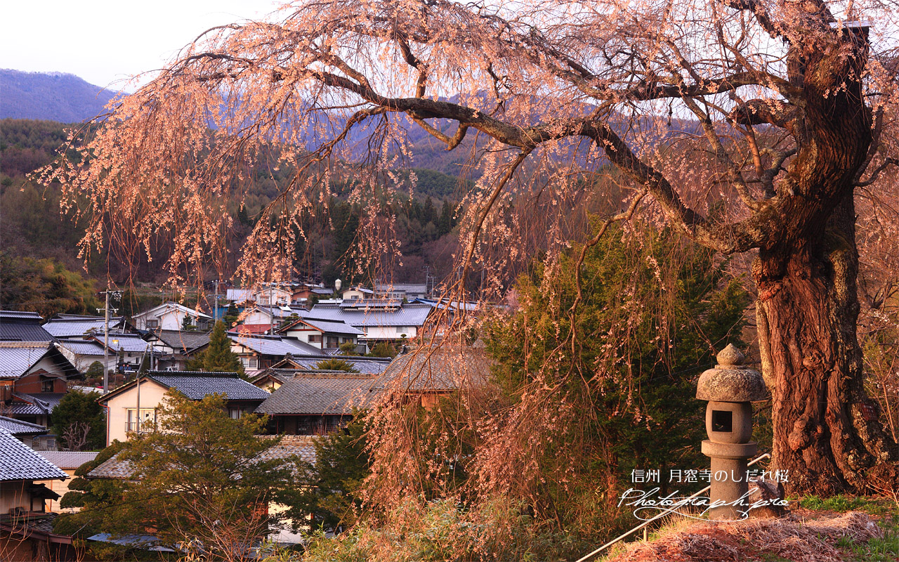 月窓寺のしだれ桜 壁紙