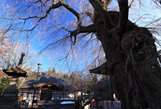 神宮寺の枝垂れ桜