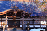 神宮寺のしだれ桜