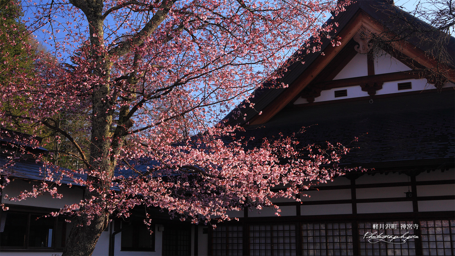 軽井沢町 神宮寺の大山桜