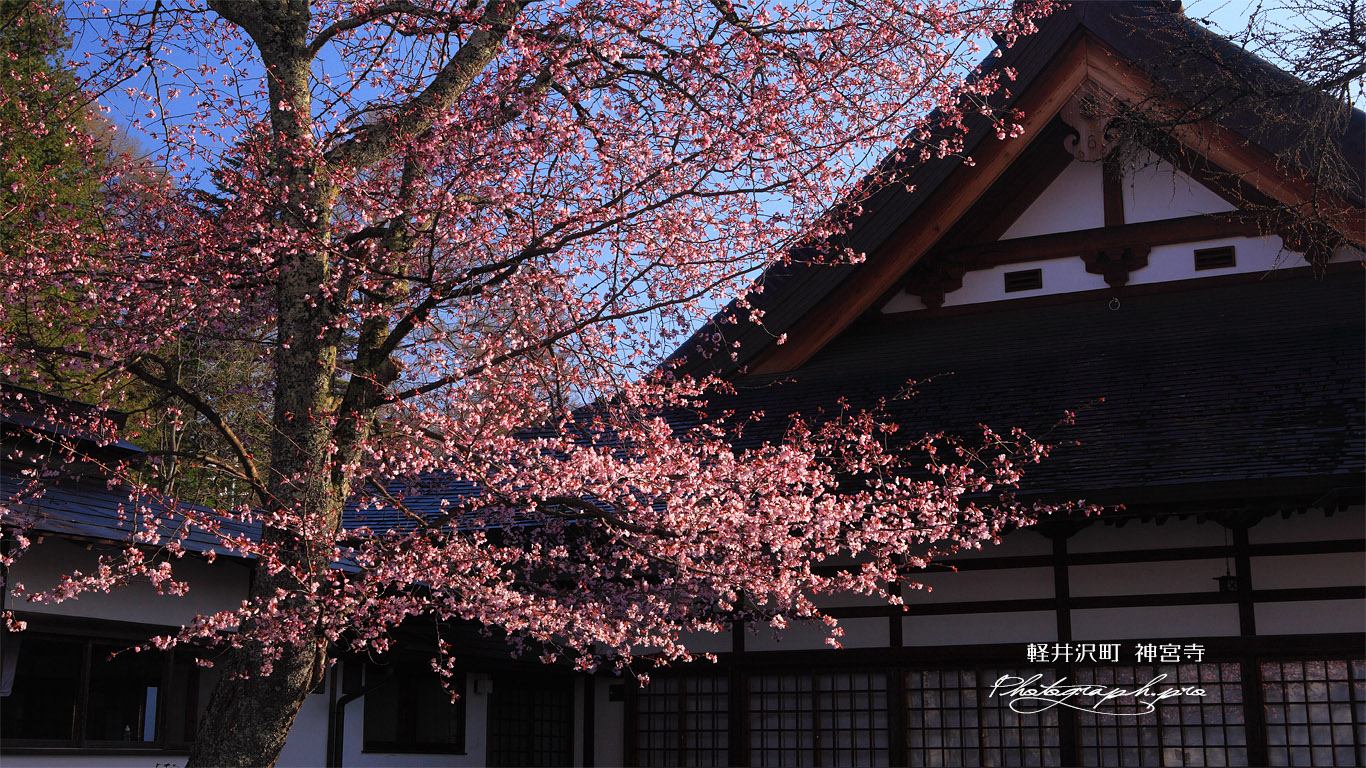 軽井沢町 神宮寺の大山桜 壁紙