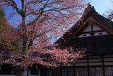 軽井沢町 神宮寺の大山桜