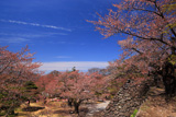 小諸城址懐古園の桜