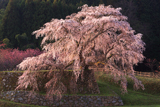 本郷の又兵衛桜