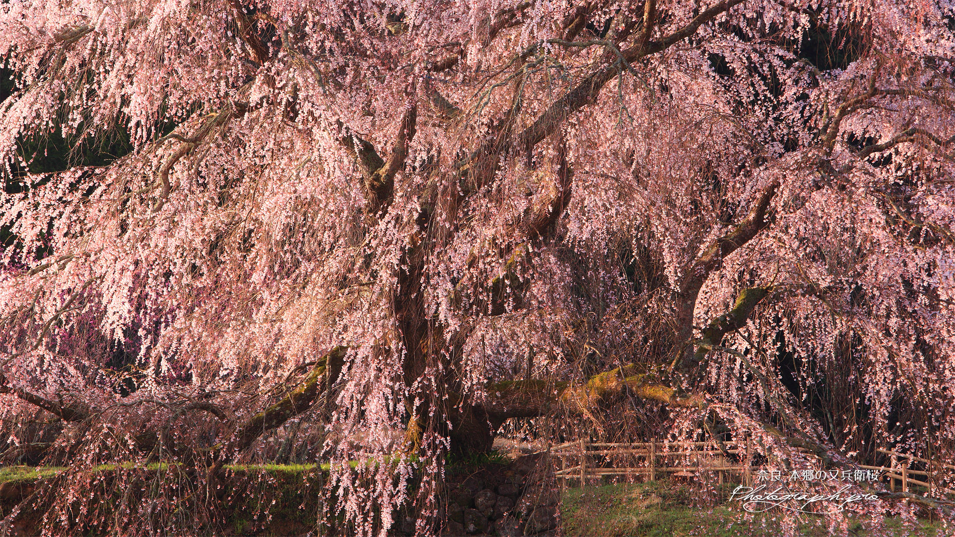 本郷の瀧桜