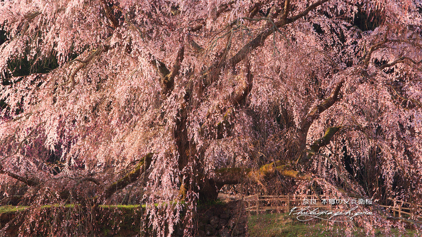 本郷の瀧桜 壁紙