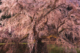 本郷の瀧桜