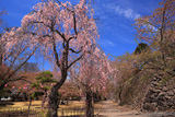 小諸城址懐古園の桜