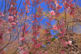 小諸八重紅枝垂