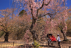 小諸城址懐古園の桜