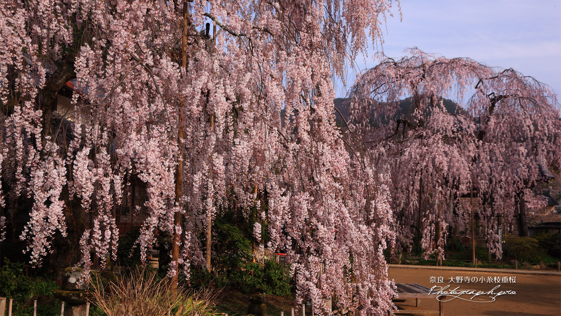 大野寺の小糸枝垂桜