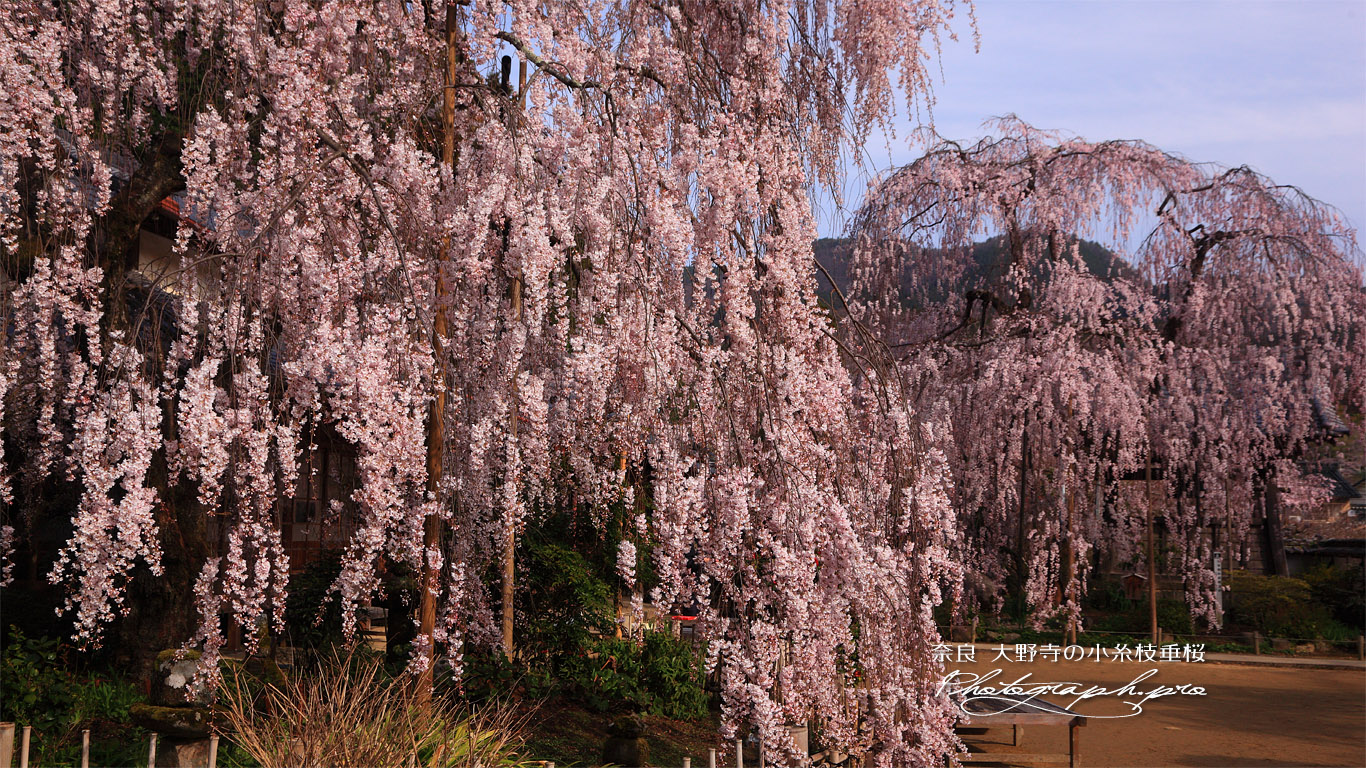 大野寺の小糸枝垂桜 壁紙