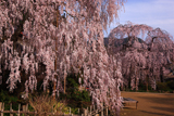 大野寺の小糸枝垂桜