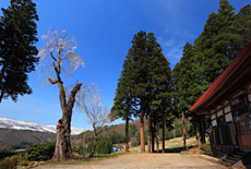 清道寺のシダレザクラ