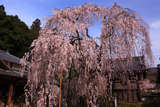 大野寺の小糸枝垂れ桜