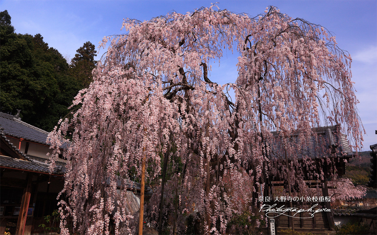 大野寺の小糸枝垂れ桜 壁紙