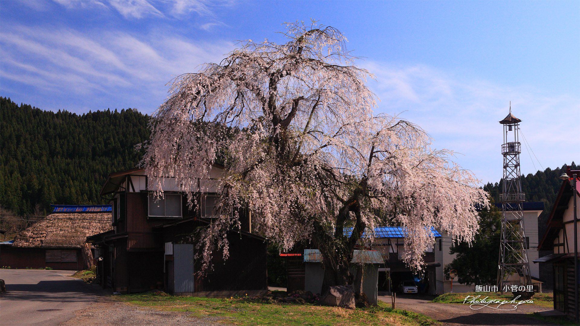 飯山市 小菅の里の枝垂桜