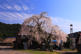 飯山市 小菅の里の枝垂桜
