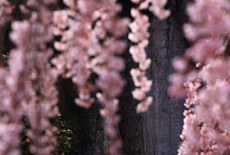 大野寺のしだれ桜