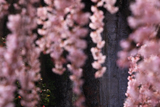 大野寺のしだれ桜
