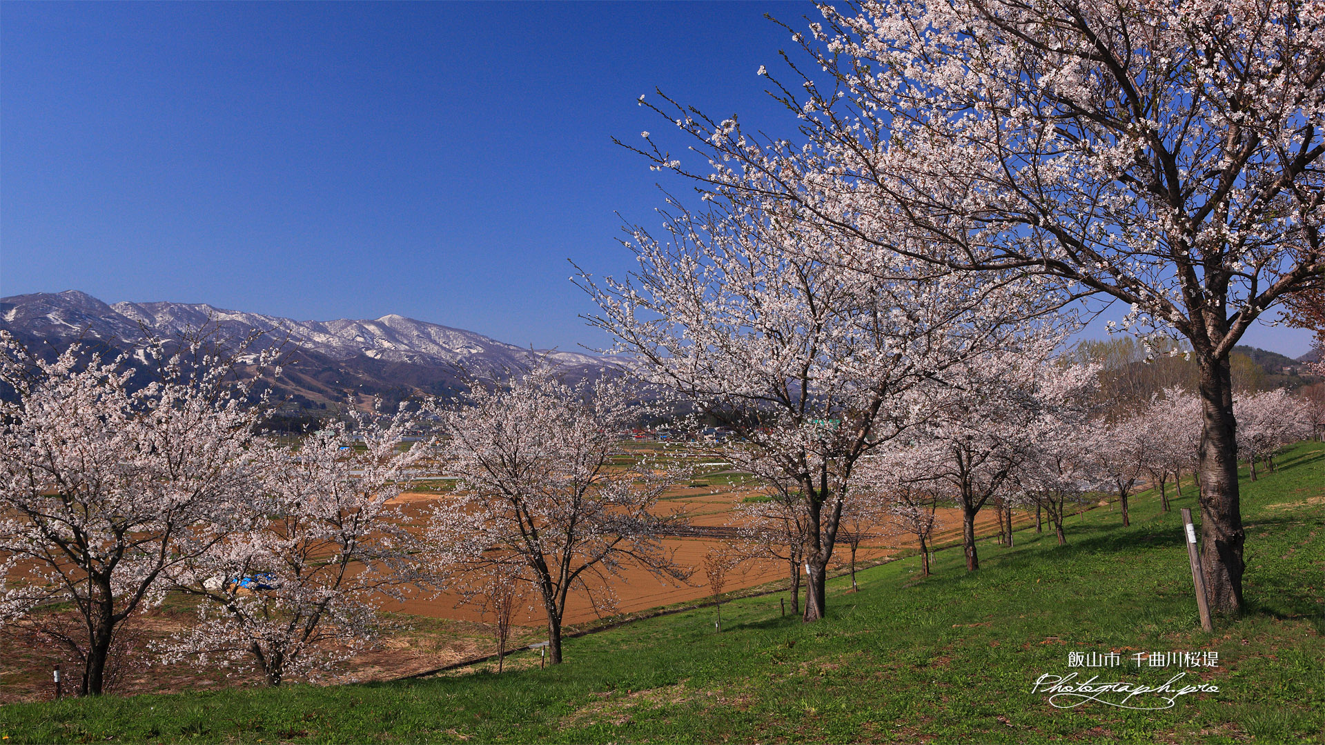 常盤桜づつみ