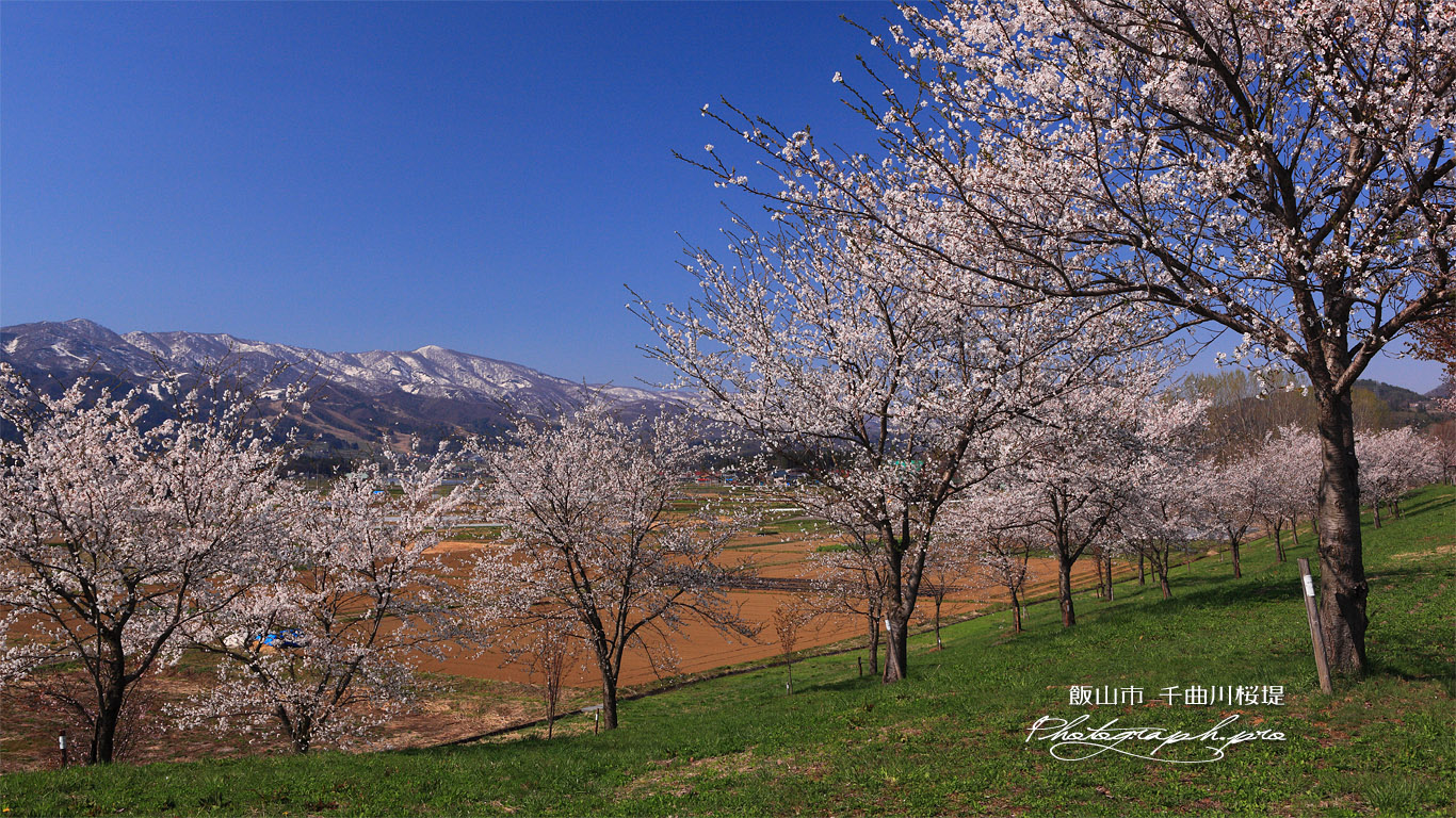 常盤桜づつみ 壁紙