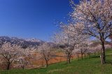 常盤桜づつみ