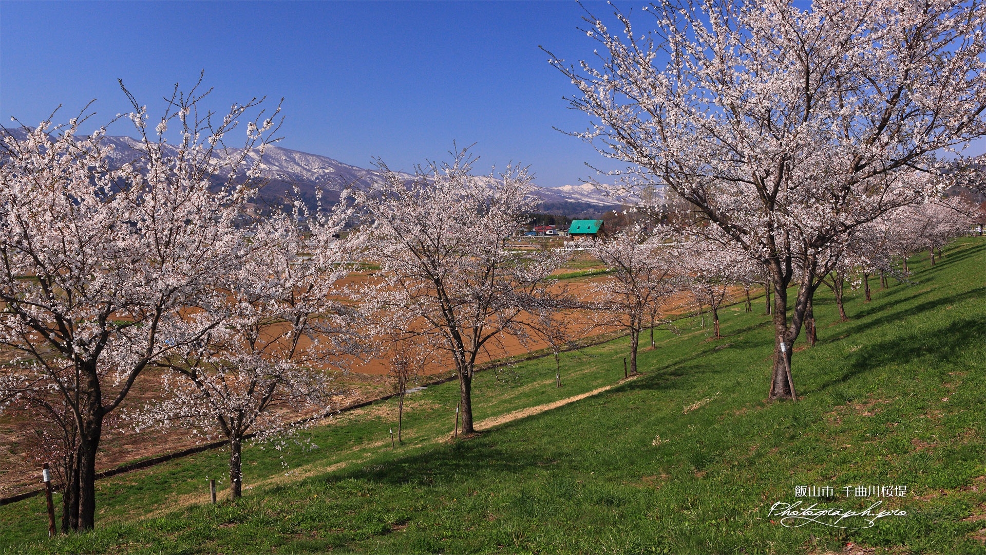 常盤桜づつみ