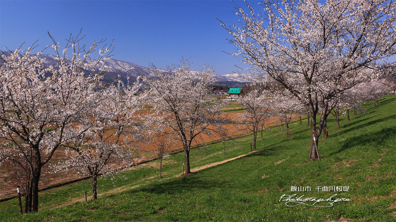 常盤桜づつみ 壁紙