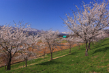 常盤桜づつみ