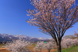 千曲川桜堤の大山桜