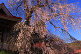 称名寺の枝垂れ桜