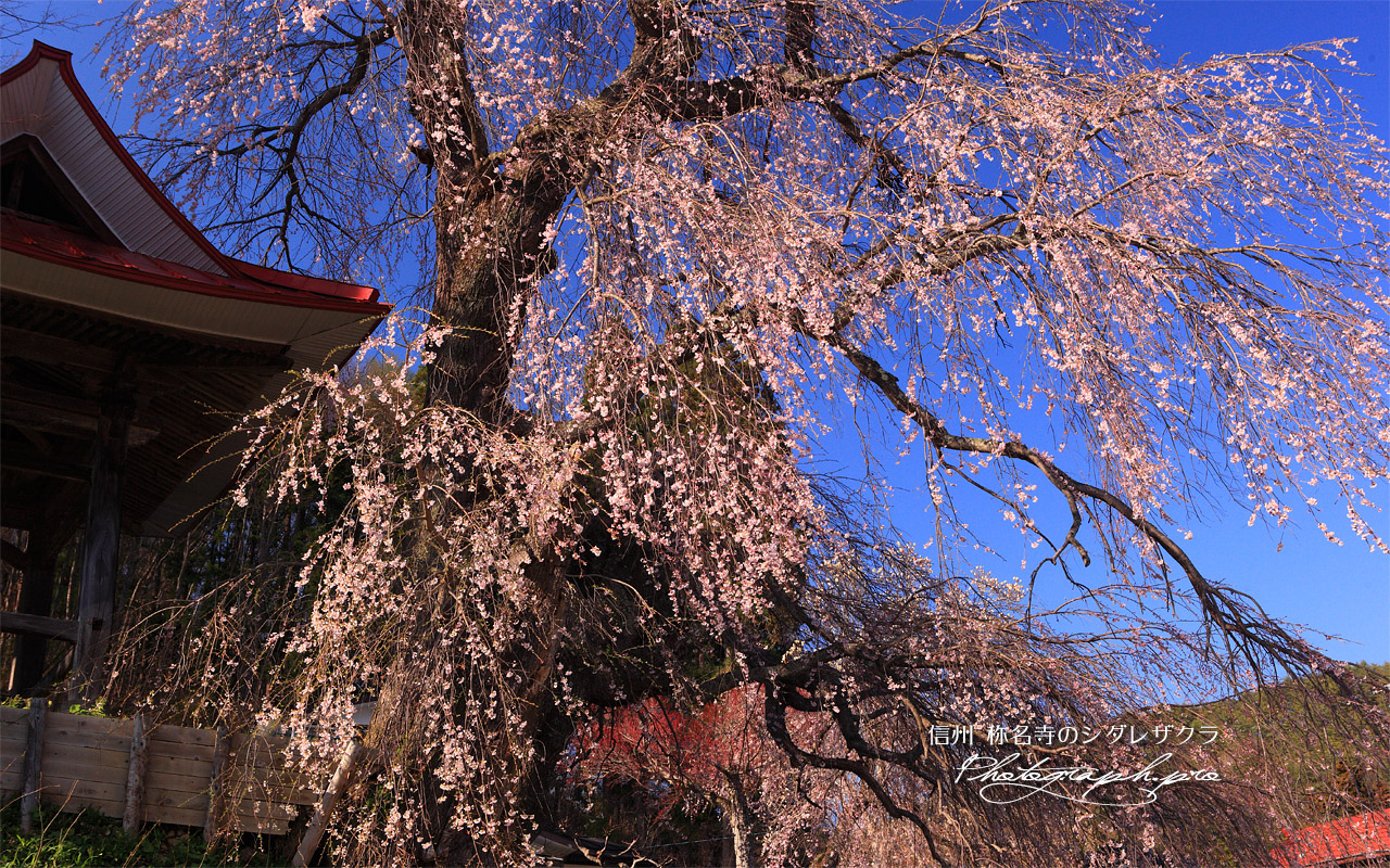 称名寺の枝垂れ桜 壁紙