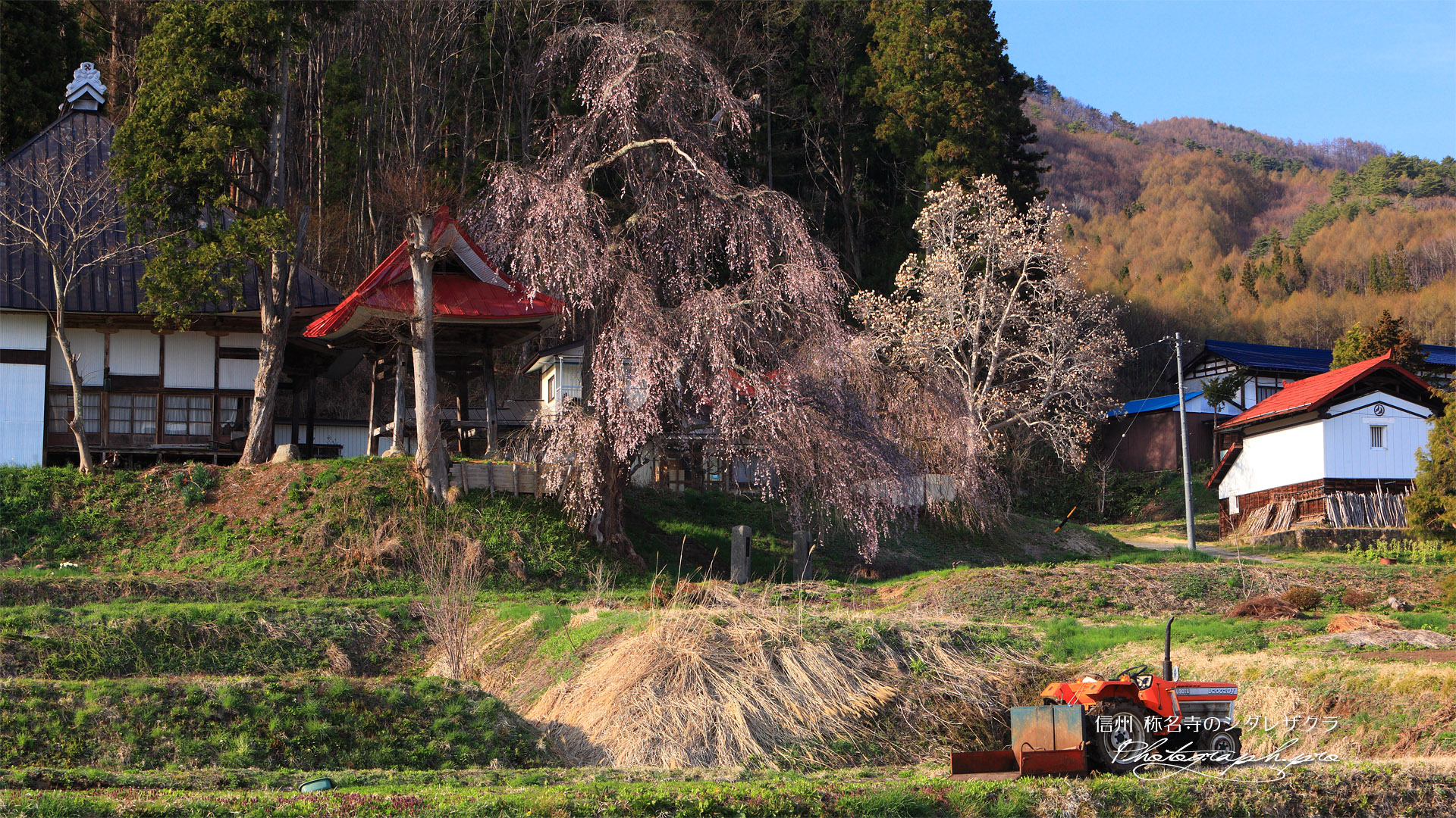 称名寺の枝垂桜